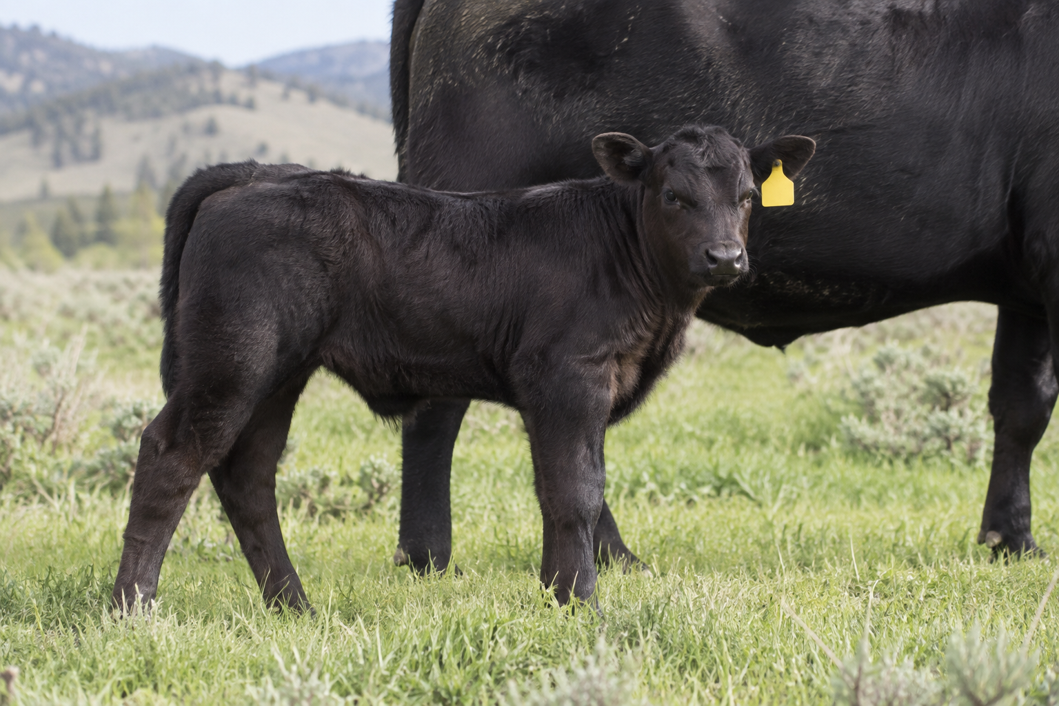 AI-generated calf and cow at the fictional demo ranch